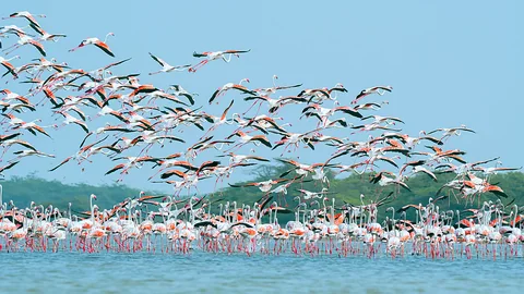 Stormo di fenicotteri rosa che si alza in volo dallo stagno