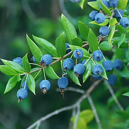 Bacche di mirto sardo sul ramo
