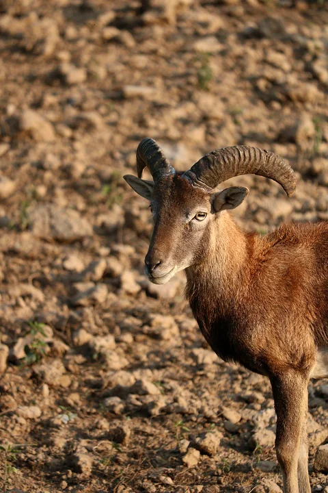 Muflone sardo sulle rocce